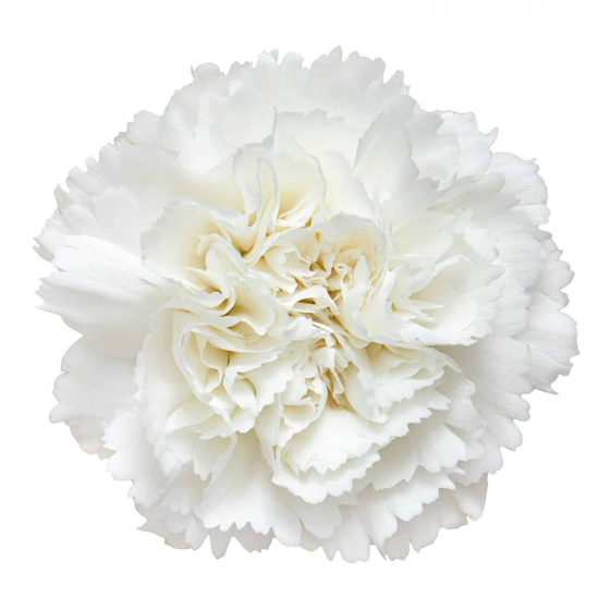 WHITE CARNATION