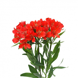 Alstroemeria Rouge