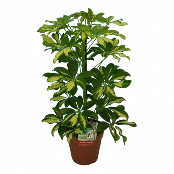 Schefflera ar. Gerda