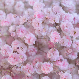 Gypsophile Light Pink