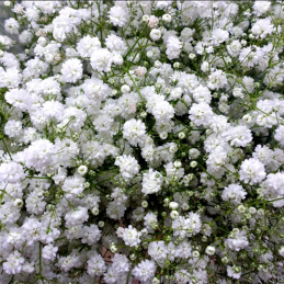 Gypsophile Zinzi