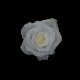 rose white