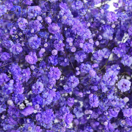 copy of Gypsophile Purple