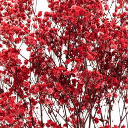 copy of Gypsophile Red